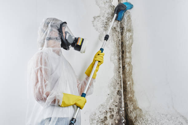 Best Toxic Mold Removal  in Clayton, IN
