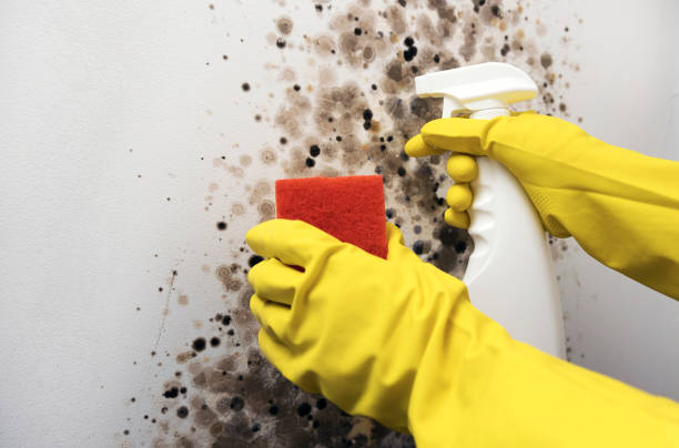 Best Office Mold Removal Services  in Clayton, IN