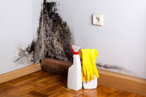 Mold Removal Process in Clayton, IN