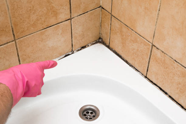 Best Black Mold Removal  in Clayton, IN